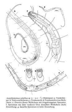 Image of Acantholaimus calathus Gerlach 1979