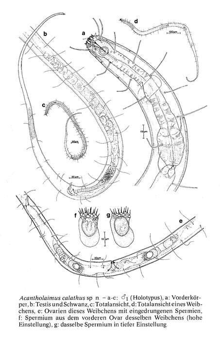 Image of Acantholaimus calathus Gerlach 1979