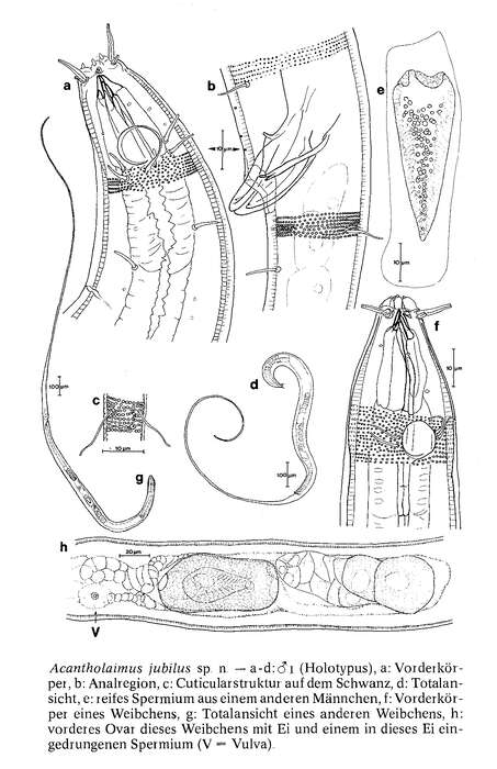 Image of Acantholaimus iubilus Gerlach, Schrage & Riemann 1979