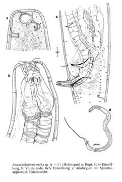 Image of Acantholaimus maks Gerlach, Schrage & Riemann 1979