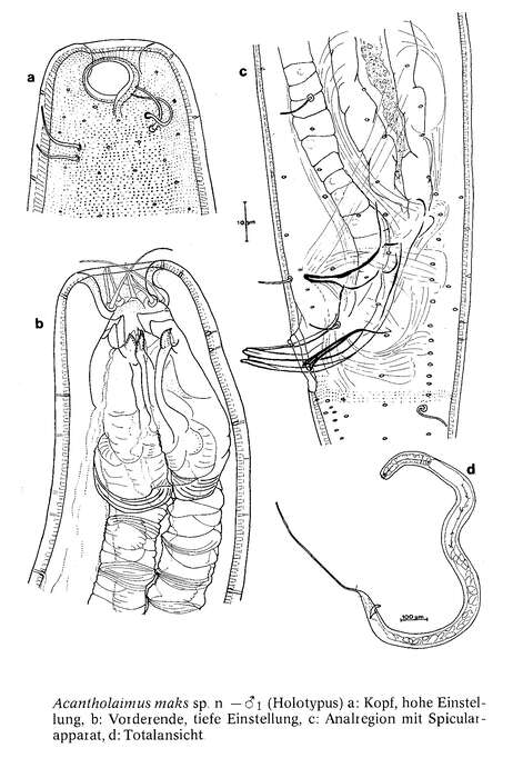Image of Acantholaimus maks Gerlach, Schrage & Riemann 1979