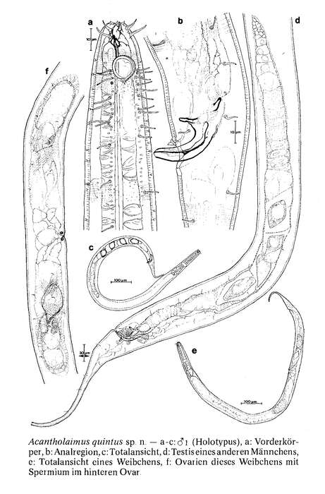 Image of Acantholaimus quintus Gerlach, Schrage & Riemann 1979