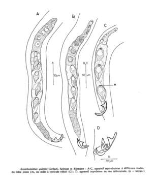 Image of Acantholaimus quintus Gerlach, Schrage & Riemann 1979