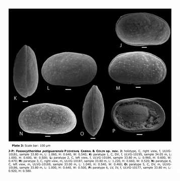 Image of Fossocytheridea potiguarensis Piovesan, Cabral & Colin 2014