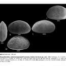 Image of Ovocytheridea anterocompressa Piovesan, Cabral & Colin 2014