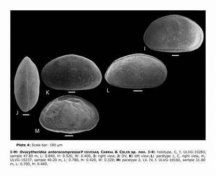 Image of Ovocytheridea anterocompressa Piovesan, Cabral & Colin 2014