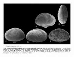 Image de Ovocytheridea triangularis Piovesan, Cabral & Colin 2014