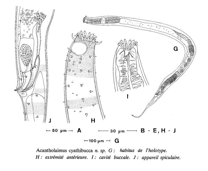 Image of Acantholaimus cyathibucca Vivier 1985
