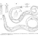 Image of Acantholaimus elegans Jensen 1988