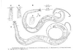 Image of Acantholaimus elegans Jensen 1988