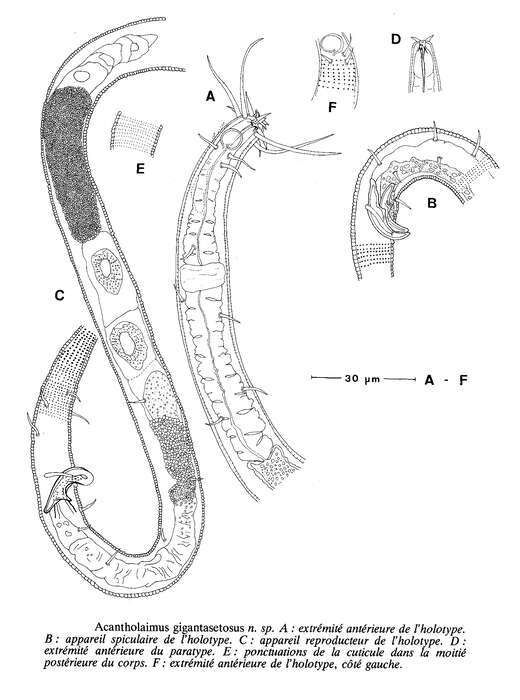 Image of Acantholaimus gigantasetosus Vivier 1985