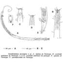 Image of Acantholaimus incomptus Vivier 1985