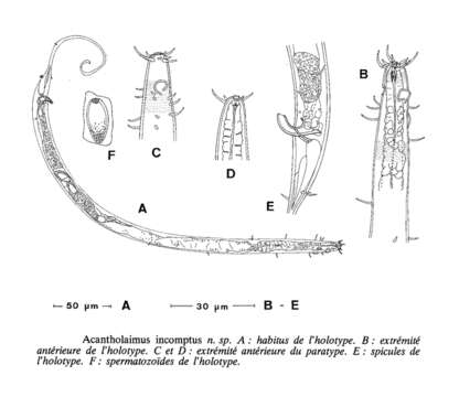 Image of Acantholaimus incomptus Vivier 1985