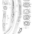 Image of Acantholaimus iubilus Gerlach, Schrage & Riemann 1979