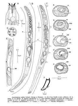 Image of Acantholaimus iubilus Gerlach, Schrage & Riemann 1979