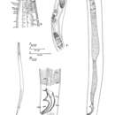 Image of Acantholaimus longistriatus Gourbault & Vincx 1985