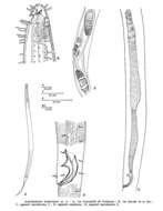 Image of Acantholaimus longistriatus Gourbault & Vincx 1985