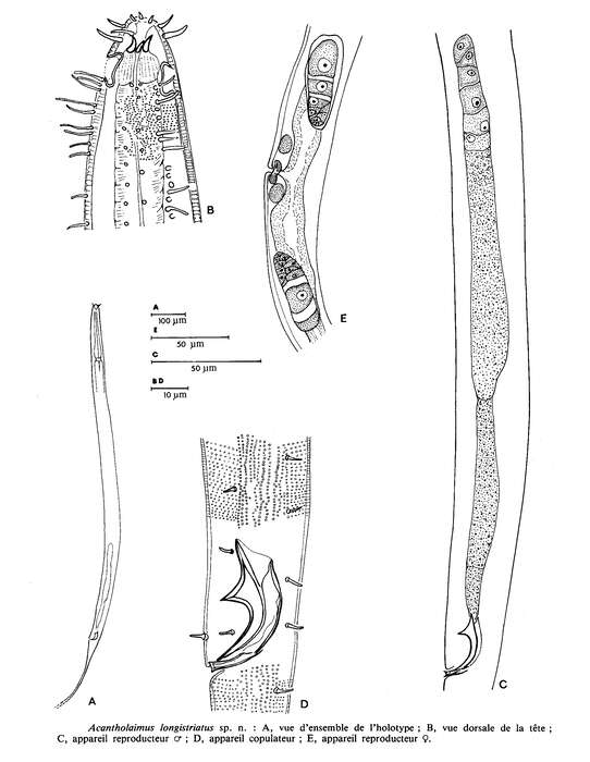 Image of Acantholaimus longistriatus Gourbault & Vincx 1985