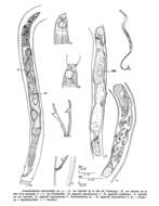 Image of Acantholaimus macramphis Gourbault & Vincx 1985