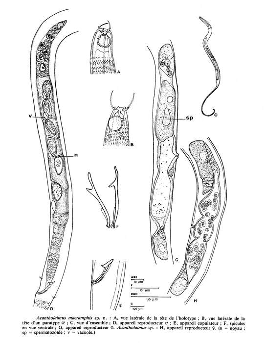Image of Acantholaimus macramphis Gourbault & Vincx 1985
