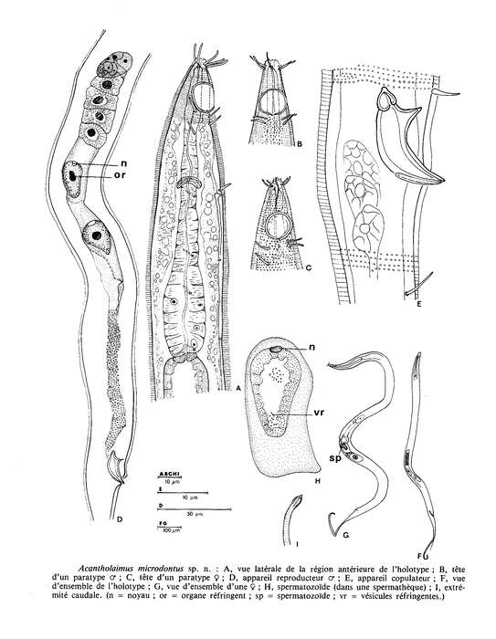 Image of Acantholaimus microdontus Gourbault & Vincx 1985
