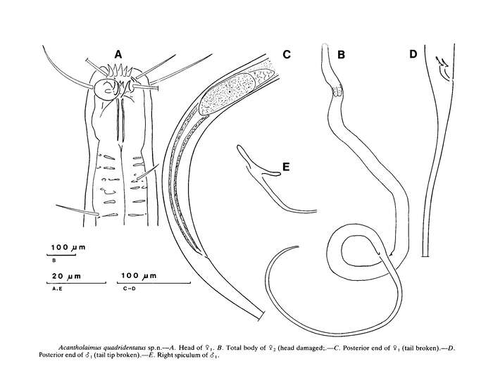 Image of Acantholaimus quadridentatus Jensen 1985