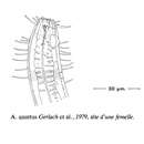 Image of Acantholaimus quintus Gerlach, Schrage & Riemann 1979