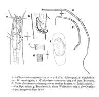 Image of Acantholaimus septimus Gerlach, Schrage & Riemann 1979