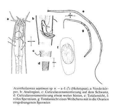 Image de Acantholaimus septimus Gerlach, Schrage & Riemann 1979