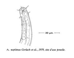 Image de Acantholaimus septimus Gerlach, Schrage & Riemann 1979