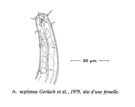 Image de Acantholaimus septimus Gerlach, Schrage & Riemann 1979