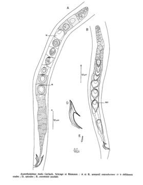 Image de Acantholaimus maks Gerlach, Schrage & Riemann 1979