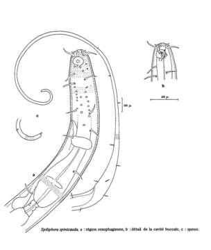 Image of Acantholaimus spinicauda (Vitiello 1970) Gerlach, Schrage & Riemann 1979