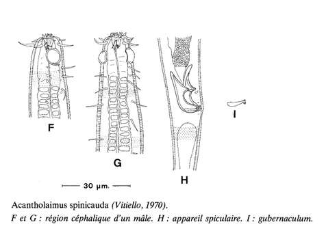 Image of Acantholaimus spinicauda (Vitiello 1970) Gerlach, Schrage & Riemann 1979