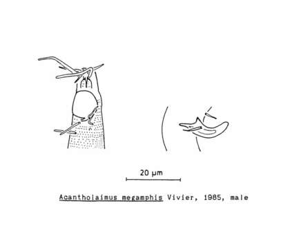 Image of Acantholaimus megamphis Vivier 1985