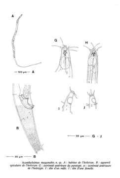 Image of Acantholaimus megamphis Vivier 1985