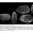 Image of Perissocytheridea jandairensis Piovesan, Cabral & Colin 2014