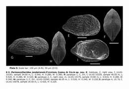 Image of Perissocytheridea jandairensis Piovesan, Cabral & Colin 2014