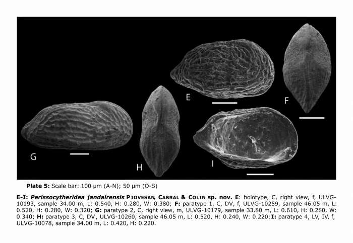 Image de Perissocytheridea jandairensis Piovesan, Cabral & Colin 2014