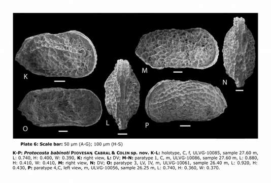 Image of Protocosta babinoti Piovesan, Cabral & Colin 2014