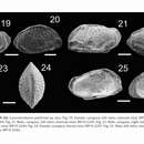 صورة Loxoreticulatum pulchrum Ramos, Coimbra & Whatley 2014