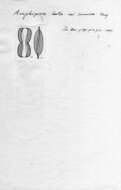 Image de <i>Amphiprora lata</i> var. <i>sinuosa</i> Frenguelli 1938