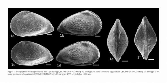 Image of Sapucariella multidifferentis (Nicolaidis & Piovesan 2013)