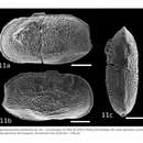 Sivun Nigeroloxoconcha itanhaensis Piovesan & Nicolaidis 2013 kuva