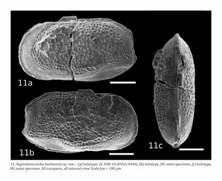 Sivun Nigeroloxoconcha itanhaensis Piovesan & Nicolaidis 2013 kuva