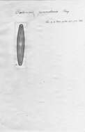 Image de <i>Caloneis pinnularia</i> Frenguelli 1941