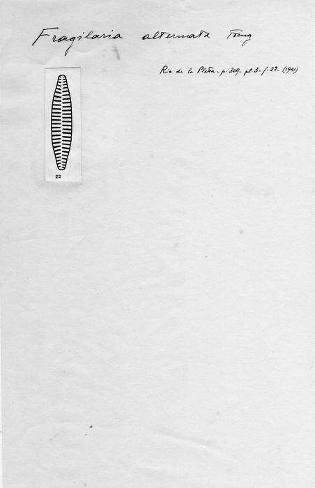 Image of <i>Fragilaria alternata</i> Frenguelli 1941