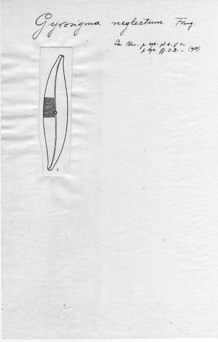 Image of <i>Gyrosigma neglectum</i> Frenguelli 1938