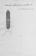 Image of <i>Navicula riojae</i> var. <i>punctata</i> Frenguelli 1941