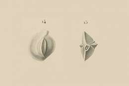 Image of Quinqueloculina lamarckiana d'Orbigny 1839